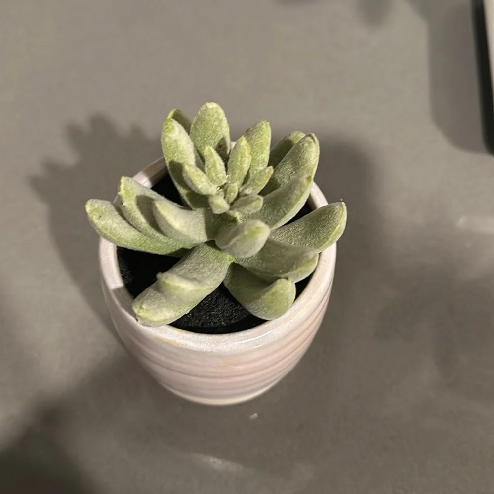 Threshold Tabletop Arrangement